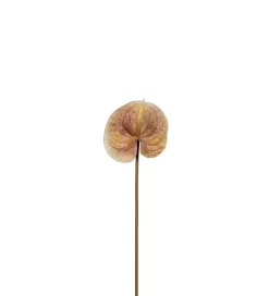 Flamingoblomst Brun H70