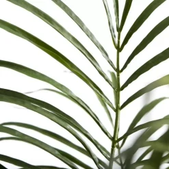 Flora Kentiapalme H185