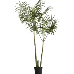 Flora Kentiapalme H185