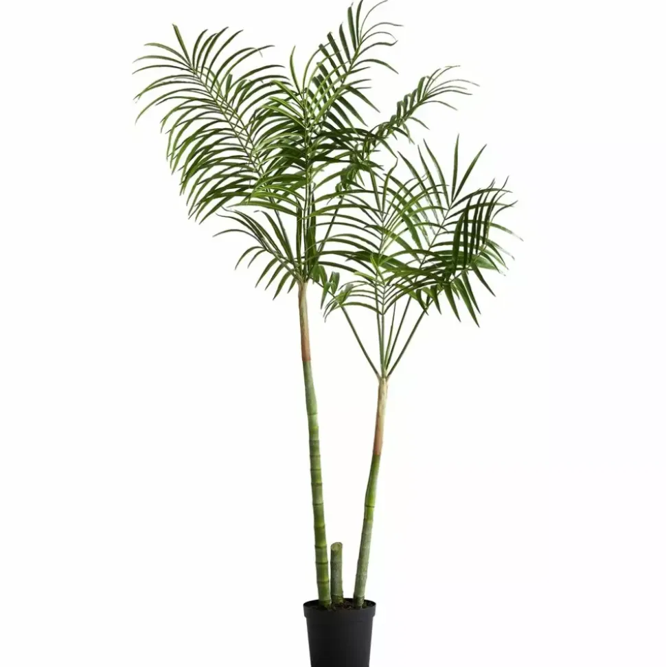 Flora Kentiapalme H185