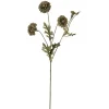Fløyelsblomst Grønntoner H55