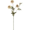 Fløyelsblomst Krem H55