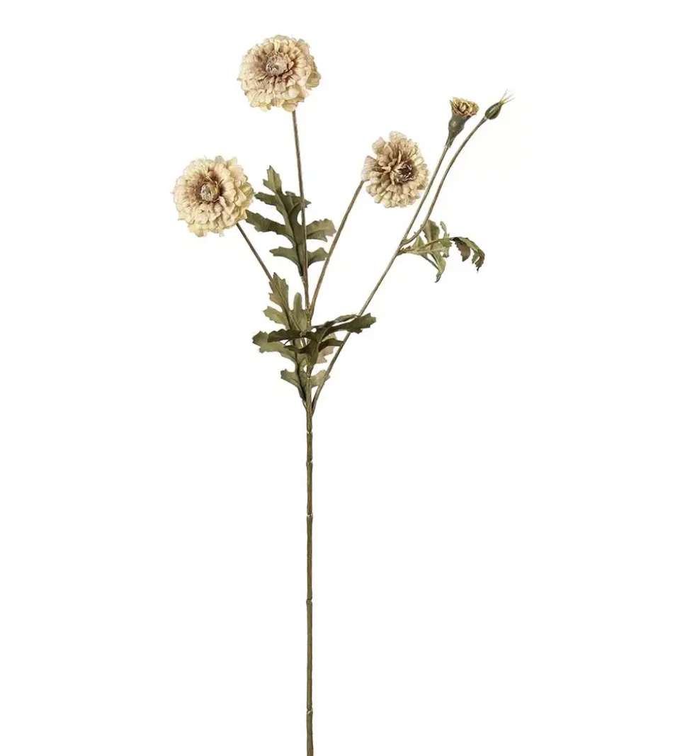 Fløyelsblomst Krem H55