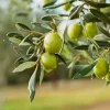 Flytende Såpe - Italian Olive Oil