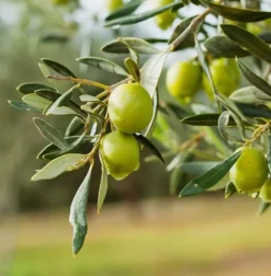 Flytende Såpe - Italian Olive Oil