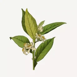 Flytende Såpe - Orange Blossom