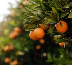 Flytende Såpe - Sicilian Orange Blossom