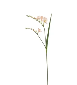 Fresia Lyserosa H60