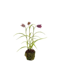 Frittilaria Rød H30