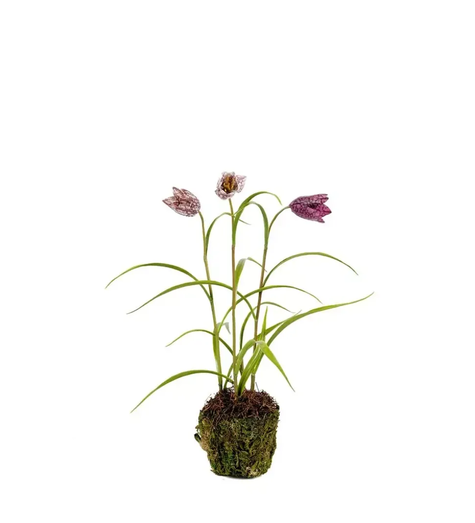 Frittilaria Rød H30