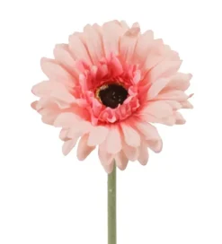 Gerbera Lysrosa H55