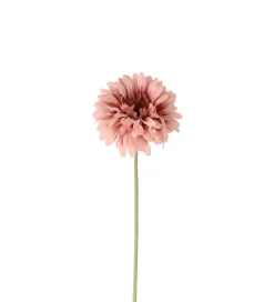 Gerbera Rosa H55
