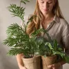 Grønn Plante H30