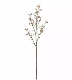Gypsophila H90