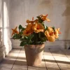 Hibiscus Orange