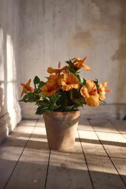 Hibiscus Orange