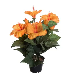 Hibiscus Orange