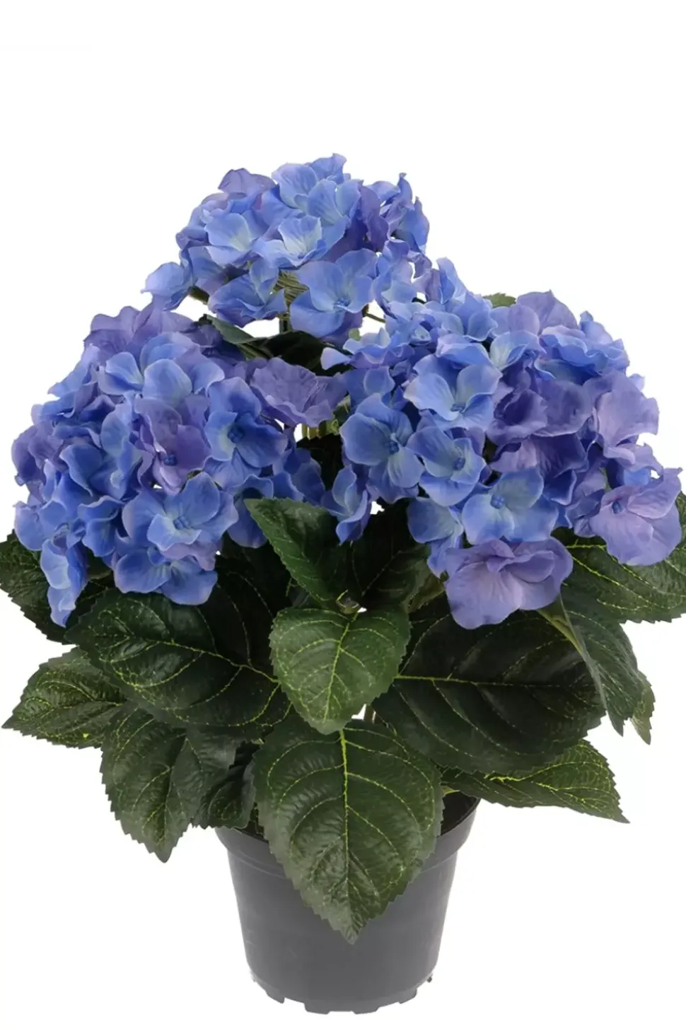 Hortensia Blå H30cm