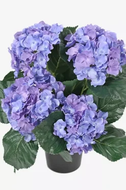 Hortensia Blålilla H37