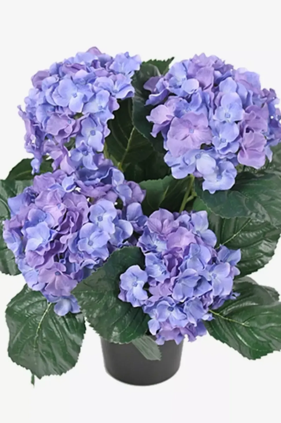 Hortensia Blålilla H37