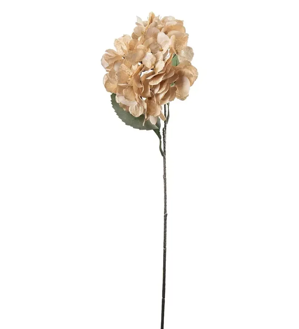 Hortensia Champagne H60