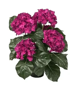 Hortensia Dyp Rosa H37