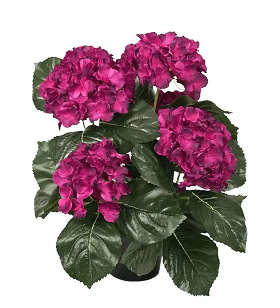 Hortensia Dyp Rosa H37