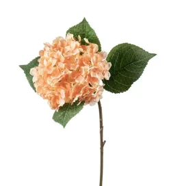 Hortensia Fersken H40