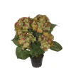 Hortensia Grønn H37