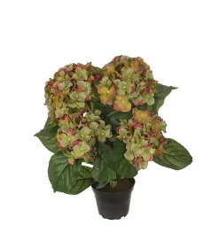 Hortensia Grønn H37