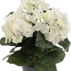 Hortensia Hvit H30