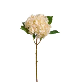 Hortensia Krem H40