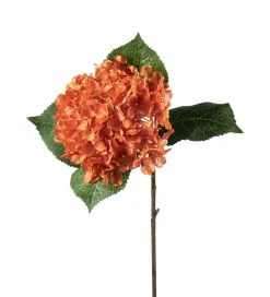 Hortensia Oransj H40