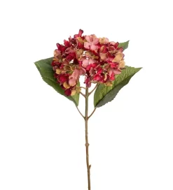 Hortensia Rød H40