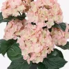 Hortensia Rosa H37