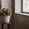 Hortensia Rosa H30