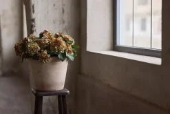 Hortensia Rosa H30