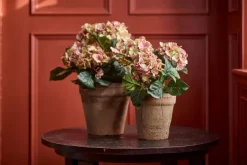 Hortensia Rosa H30