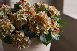 Hortensia Rosa H30