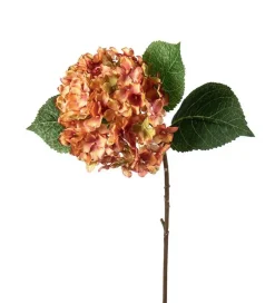Hortensia Rosatoner H40