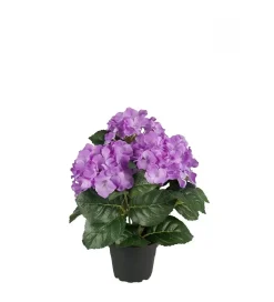 Hortensia Sterk Lilla H30