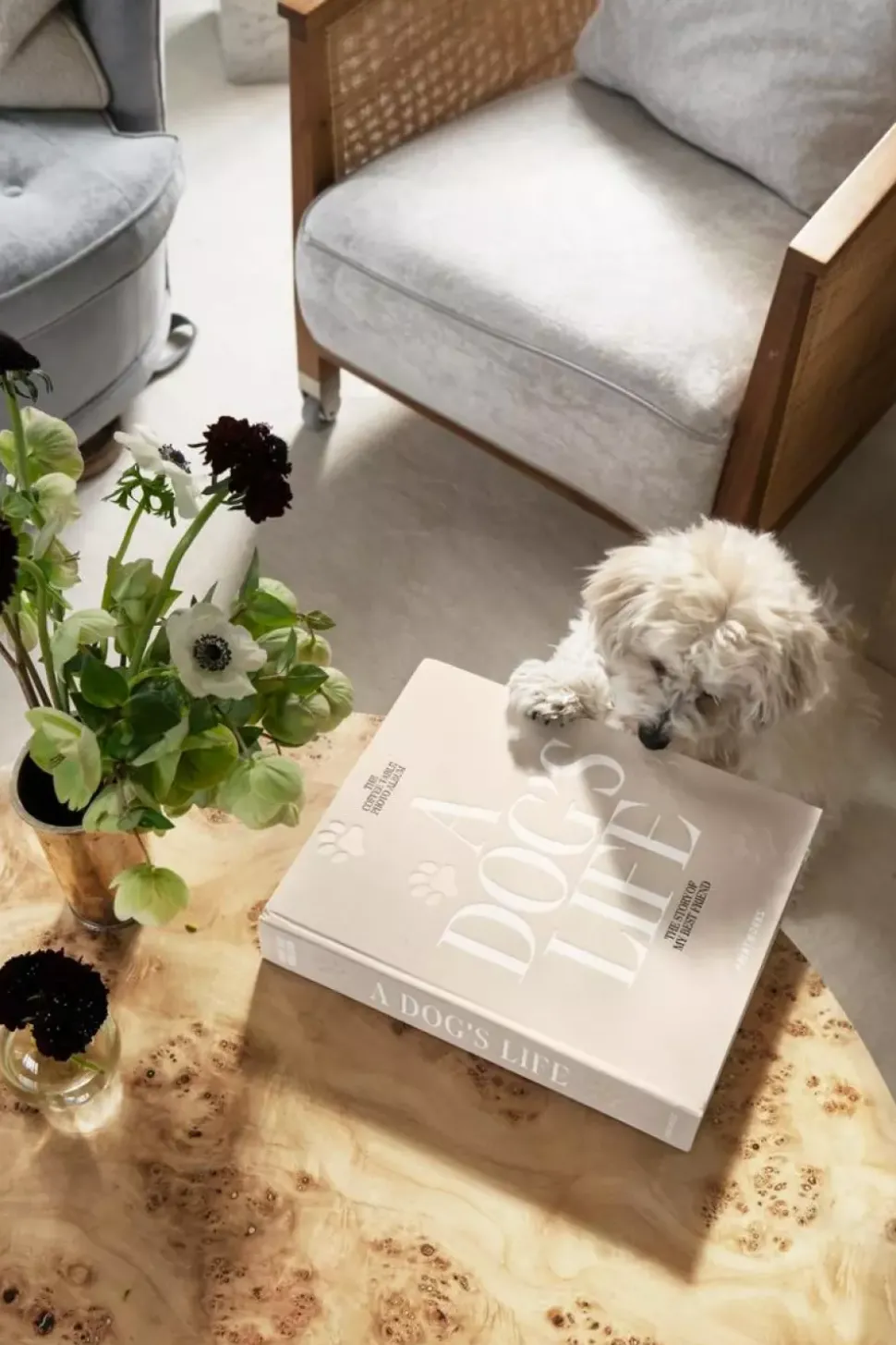 Hundealbum - A Dog's Life