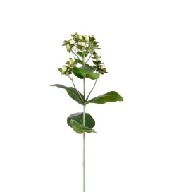 Hypericum Krem H68
