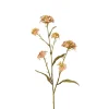 Iberis Blomsterkvist 60cm
