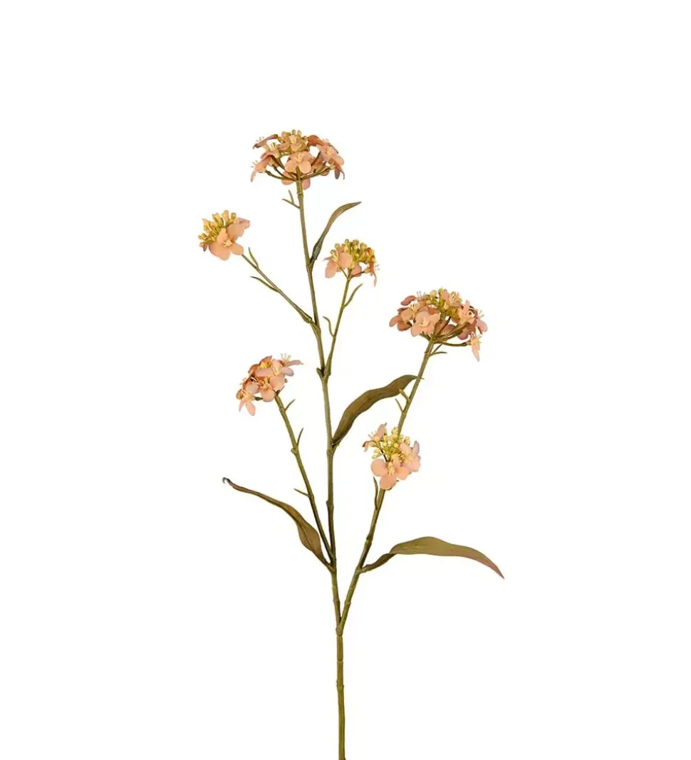 Iberis Blomsterkvist 60cm