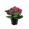 Ildtopp Rosa H20