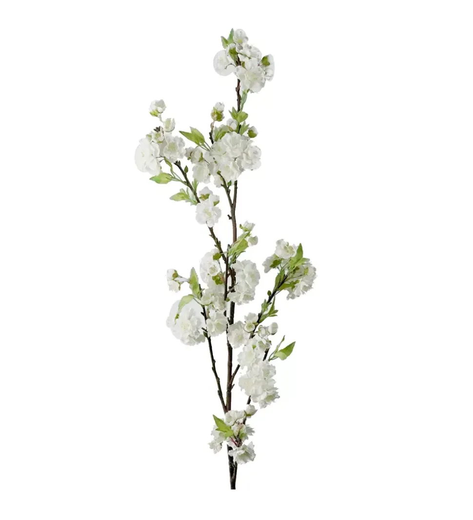 Kirsebærblomst Hvit H120
