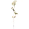 Kirsebærblomst Krem H60