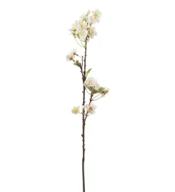 Kirsebærblomst Krem H60