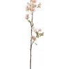 Kirsebærblomst Lyserosa H60